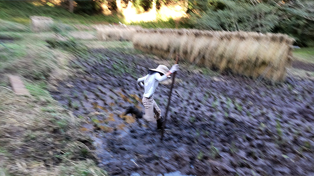 稲刈りを終えた泥の中に飛び込む子どもたち